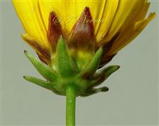  Calyculus and Involucre